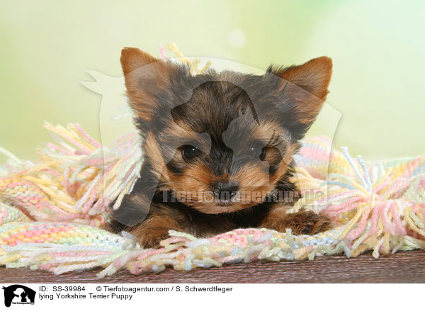 liegender Yorkshire Terrier Welpe / lying Yorkshire Terrier Puppy / SS-39984