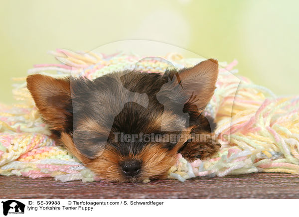 liegender Yorkshire Terrier Welpe / lying Yorkshire Terrier Puppy / SS-39988