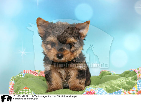 Yorkshire Terrier Welpe / Yorkshire Terrier Puppy / SS-39989