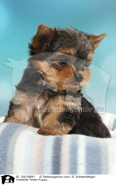 Yorkshire Terrier Welpe / Yorkshire Terrier Puppy / SS-39991