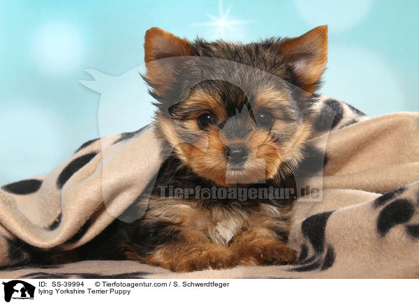 lying Yorkshire Terrier Puppy / SS-39994