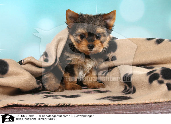 sitzender Yorkshire Terrier Welpe / sitting Yorkshire Terrier Puppy / SS-39996