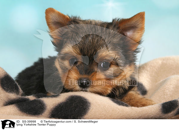 liegender Yorkshire Terrier Welpe / lying Yorkshire Terrier Puppy / SS-39998