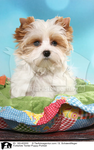 Yorkshire Terrier Welpe Portrait / Yorkshire Terrier Puppy Portrait / SS-40000