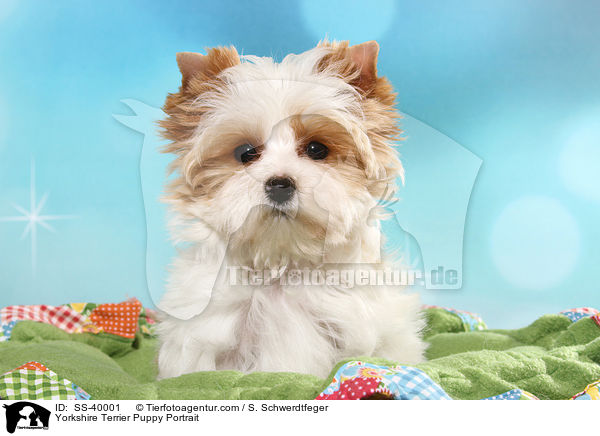Yorkshire Terrier Welpe Portrait / Yorkshire Terrier Puppy Portrait / SS-40001