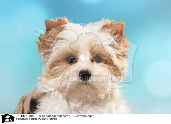 Yorkshire Terrier Welpe Portrait / Yorkshire Terrier Puppy Portrait / SS-40004