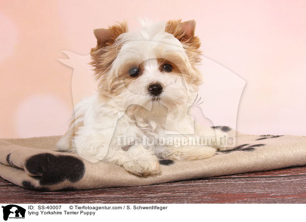 liegender Yorkshire Terrier Welpe / lying Yorkshire Terrier Puppy / SS-40007