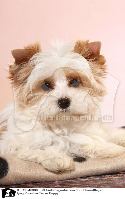 lying Yorkshire Terrier Puppy / SS-40008
