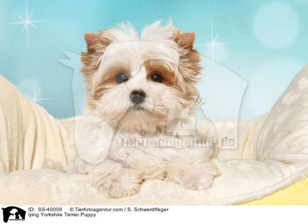 liegender Yorkshire Terrier Welpe / lying Yorkshire Terrier Puppy / SS-40009