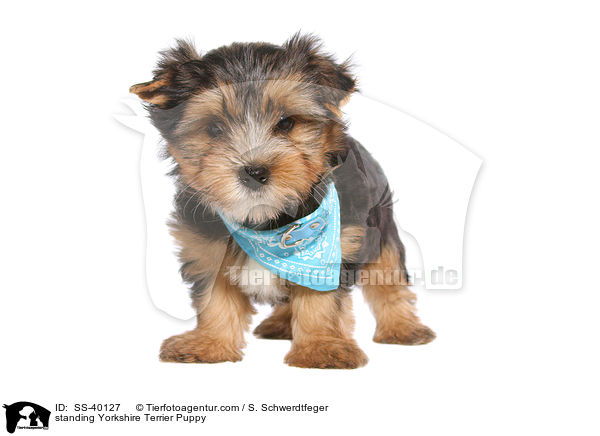 stehender Yorkshire Terrier Welpe / standing Yorkshire Terrier Puppy / SS-40127