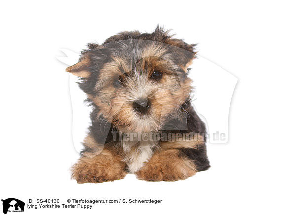 liegender Yorkshire Terrier Welpe / lying Yorkshire Terrier Puppy / SS-40130