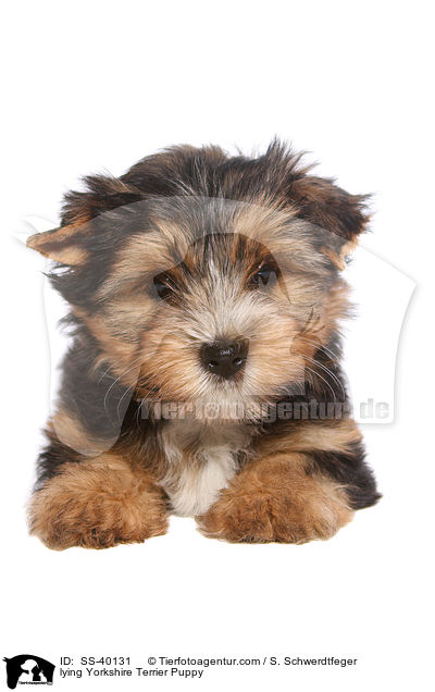 liegender Yorkshire Terrier Welpe / lying Yorkshire Terrier Puppy / SS-40131