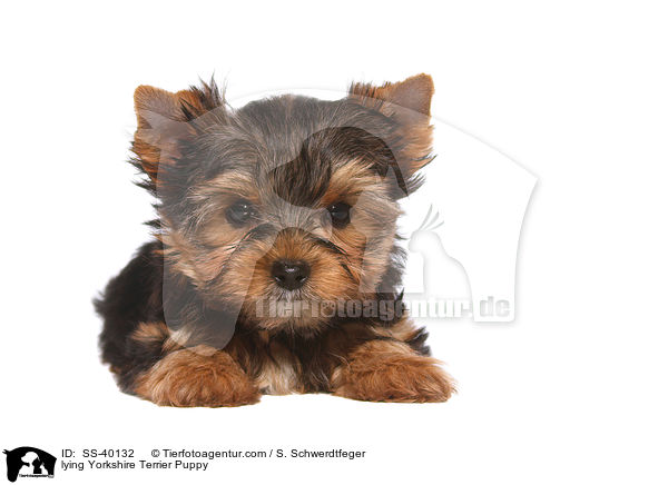 lying Yorkshire Terrier Puppy / SS-40132