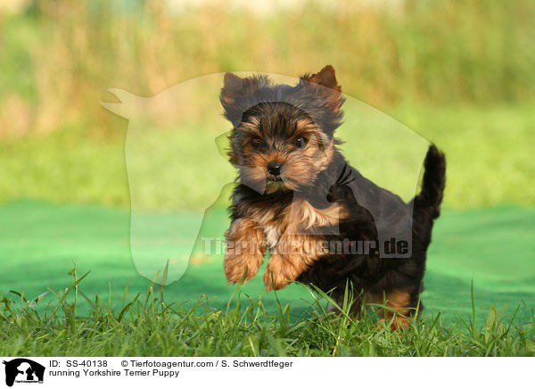 rennender Yorkshire Terrier Welpe / running Yorkshire Terrier Puppy / SS-40138