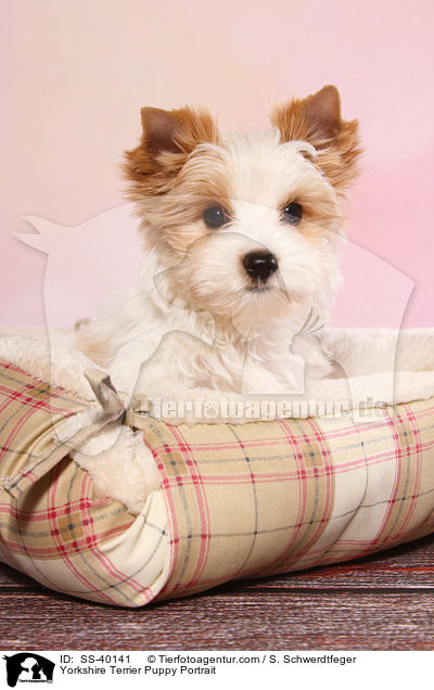 Yorkshire Terrier Welpe Portrait / Yorkshire Terrier Puppy Portrait / SS-40141