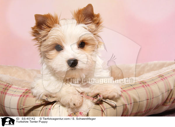 Yorkshire Terrier Welpe / Yorkshire Terrier Puppy / SS-40142