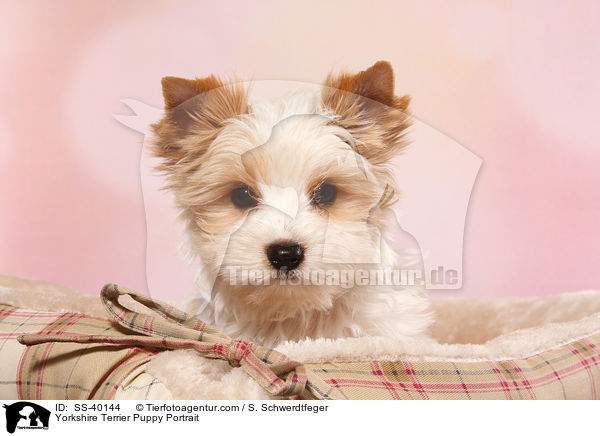 Yorkshire Terrier Welpe Portrait / Yorkshire Terrier Puppy Portrait / SS-40144