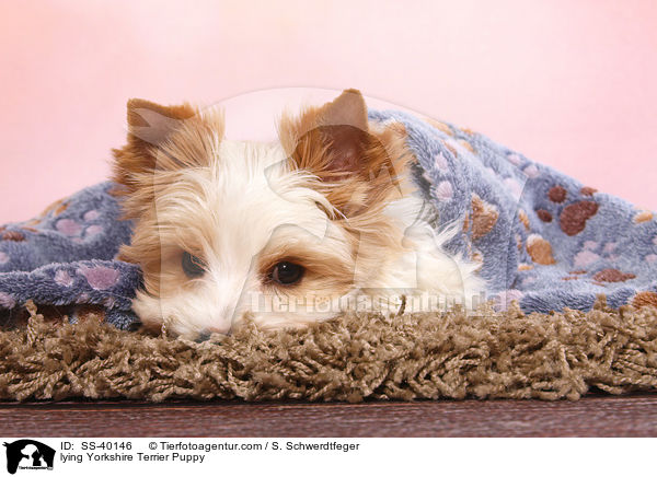 liegender Yorkshire Terrier Welpe / lying Yorkshire Terrier Puppy / SS-40146