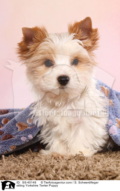 sitzender Yorkshire Terrier Welpe / sitting Yorkshire Terrier Puppy / SS-40148