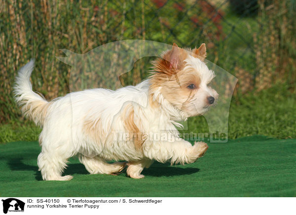 rennender Yorkshire Terrier Welpe / running Yorkshire Terrier Puppy / SS-40150