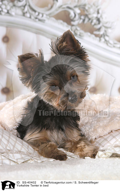 Yorkshire Terrier im Bett / Yorkshire Terrier in bed / SS-40402