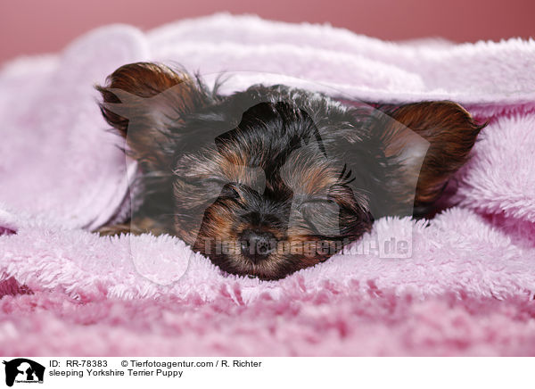 schlafender Yorkshire Terrier Welpe / sleeping Yorkshire Terrier Puppy / RR-78383