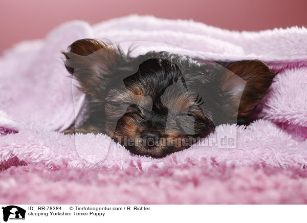 schlafender Yorkshire Terrier Welpe / sleeping Yorkshire Terrier Puppy / RR-78384