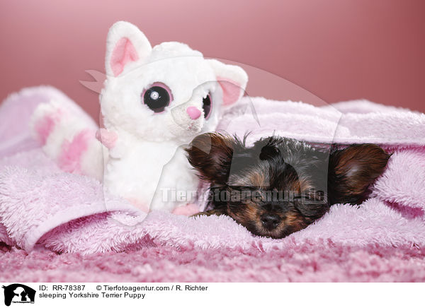 schlafender Yorkshire Terrier Welpe / sleeping Yorkshire Terrier Puppy / RR-78387