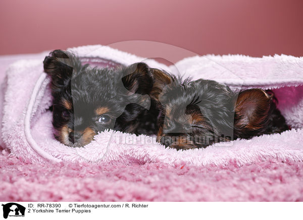 2 Yorkshire Terrier Welpen / 2 Yorkshire Terrier Puppies / RR-78390