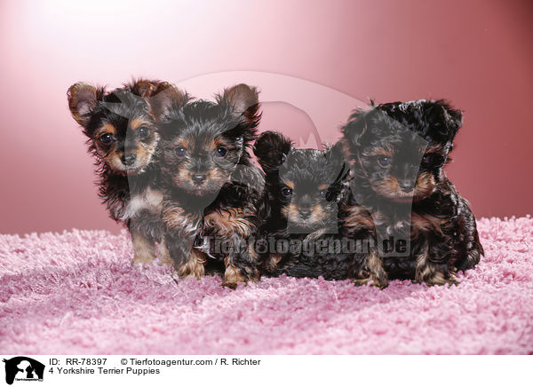 4 Yorkshire Terrier Welpen / 4 Yorkshire Terrier Puppies / RR-78397