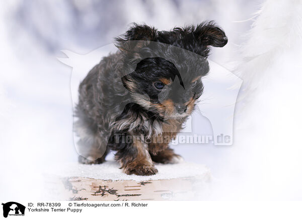 Yorkshire Terrier Welpe / Yorkshire Terrier Puppy / RR-78399