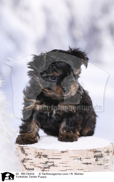 Yorkshire Terrier Welpe / Yorkshire Terrier Puppy / RR-78402