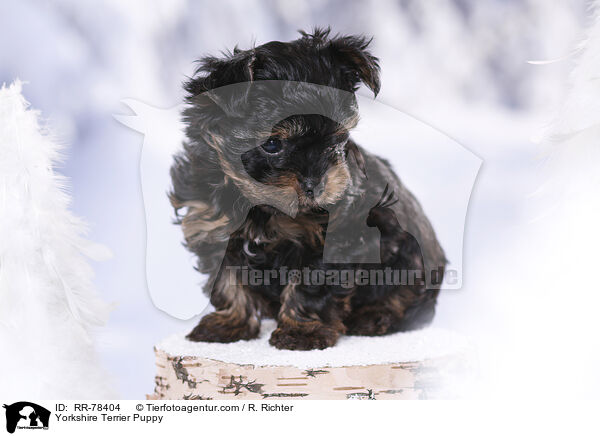 Yorkshire Terrier Welpe / Yorkshire Terrier Puppy / RR-78404
