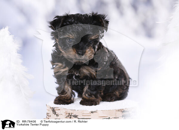 Yorkshire Terrier Welpe / Yorkshire Terrier Puppy / RR-78406