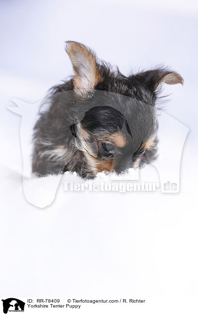 Yorkshire Terrier Welpe / Yorkshire Terrier Puppy / RR-78409