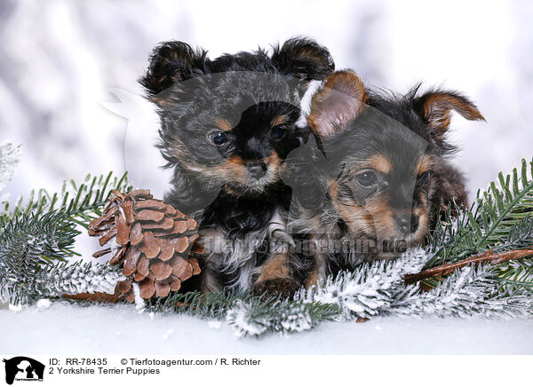 2 Yorkshire Terrier Welpen / 2 Yorkshire Terrier Puppies / RR-78435