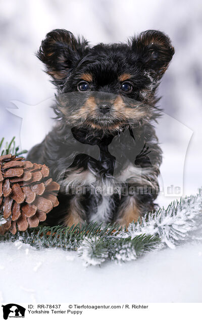 Yorkshire Terrier Welpe / Yorkshire Terrier Puppy / RR-78437
