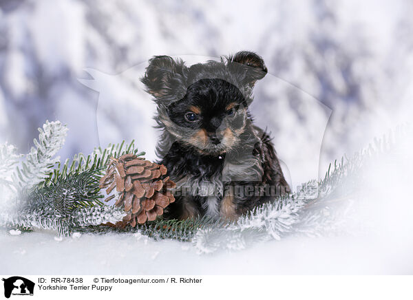 Yorkshire Terrier Welpe / Yorkshire Terrier Puppy / RR-78438