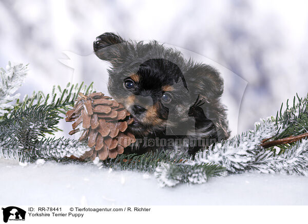 Yorkshire Terrier Welpe / Yorkshire Terrier Puppy / RR-78441