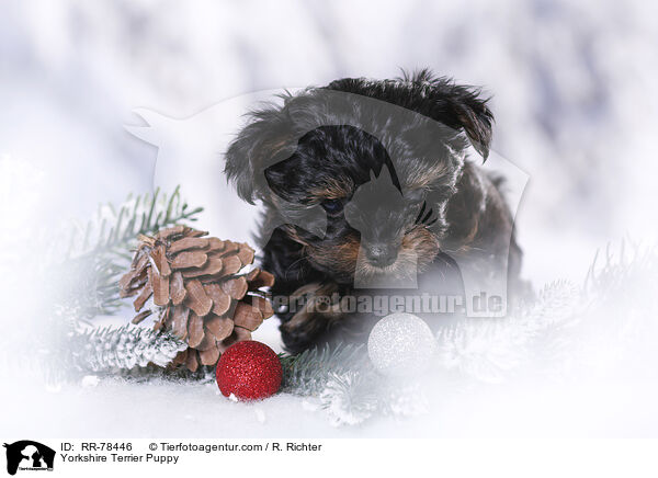 Yorkshire Terrier Welpe / Yorkshire Terrier Puppy / RR-78446
