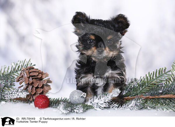 Yorkshire Terrier Welpe / Yorkshire Terrier Puppy / RR-78449