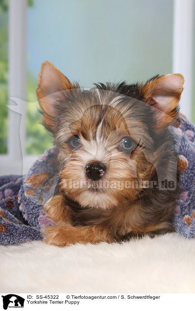 Yorkshire Terrier Welpe / Yorkshire Terrier Puppy / SS-45322