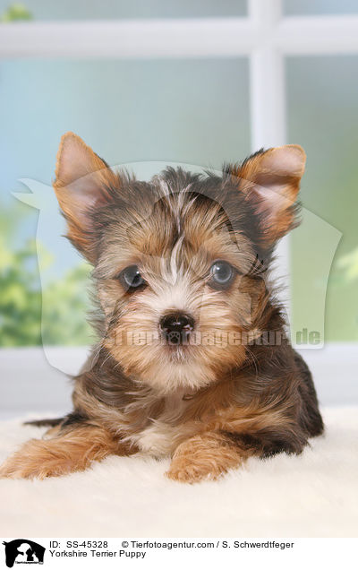 Yorkshire Terrier Welpe / Yorkshire Terrier Puppy / SS-45328