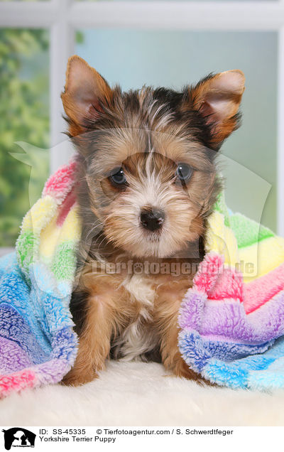 Yorkshire Terrier Welpe / Yorkshire Terrier Puppy / SS-45335