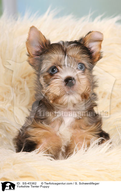Yorkshire Terrier Welpe / Yorkshire Terrier Puppy / SS-45362