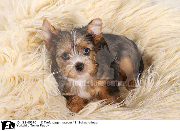 Yorkshire Terrier Welpe / Yorkshire Terrier Puppy / SS-45370