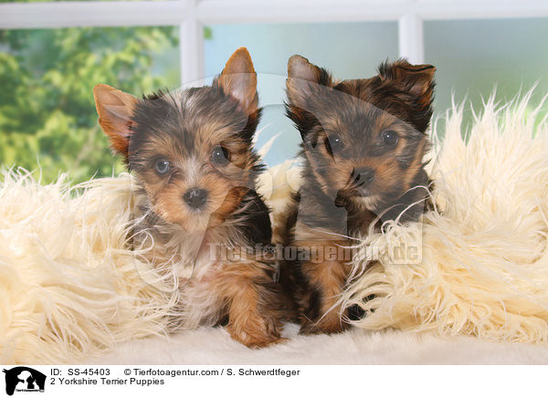 2 Yorkshire Terrier Welpen / 2 Yorkshire Terrier Puppies / SS-45403