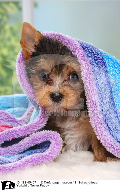 Yorkshire Terrier Welpe / Yorkshire Terrier Puppy / SS-45407