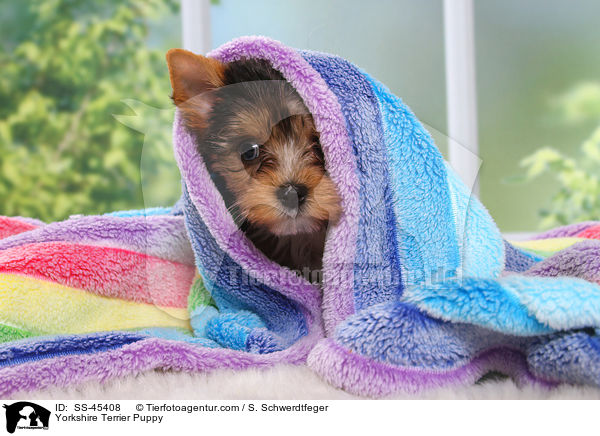Yorkshire Terrier Welpe / Yorkshire Terrier Puppy / SS-45408