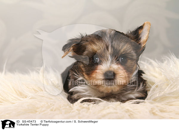 Yorkshire Terrier Welpe / Yorkshire Terrier Puppy / SS-45473
